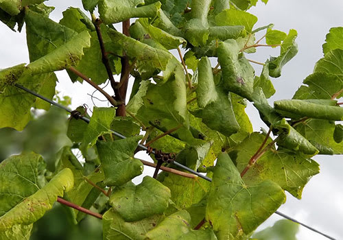 Leafroll Early Identification