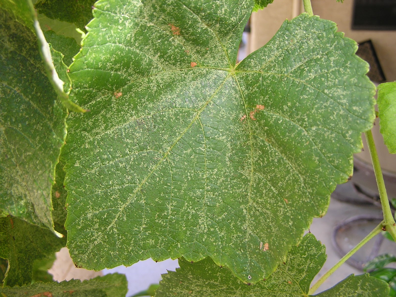 Leafhopper Pressure Mapping