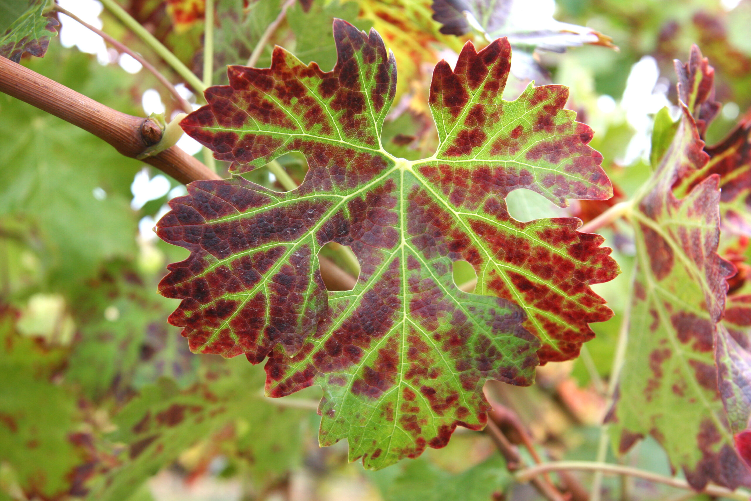 Precision Pest Detection