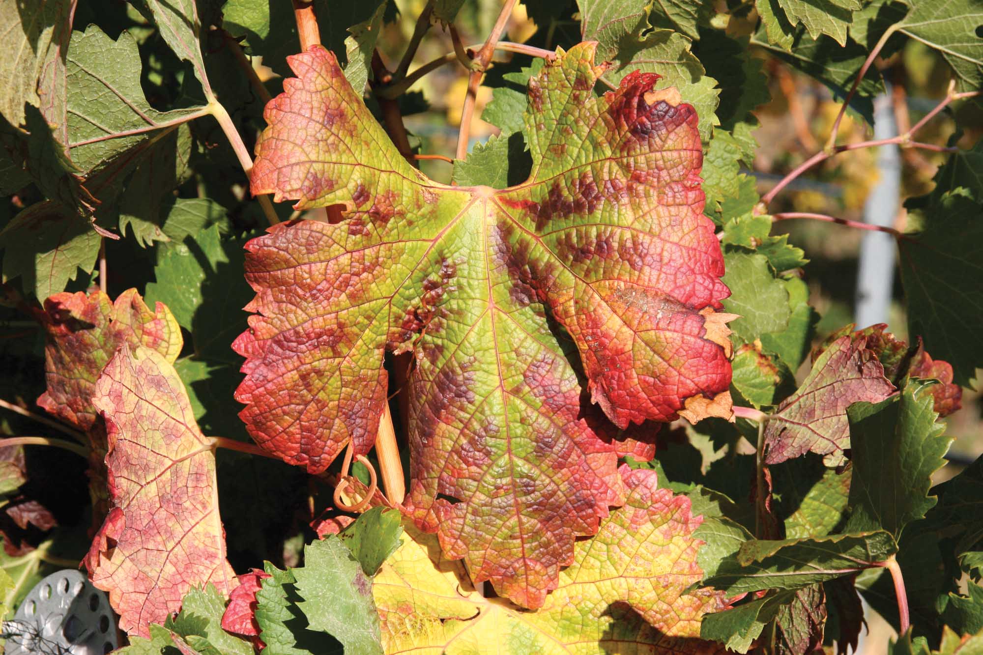 Red Blotch Virus Detection
